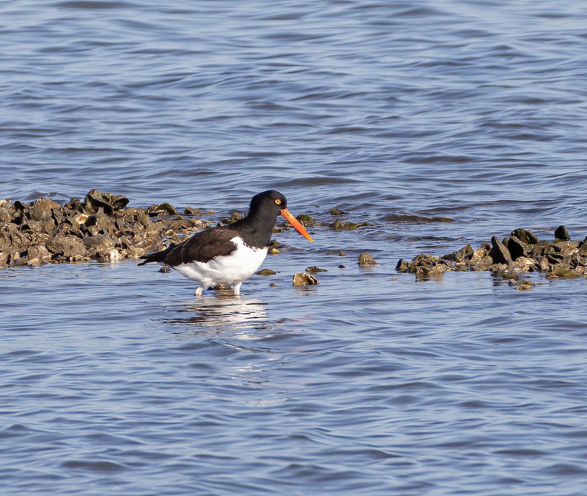 American Oystercatcher - Keith Watson