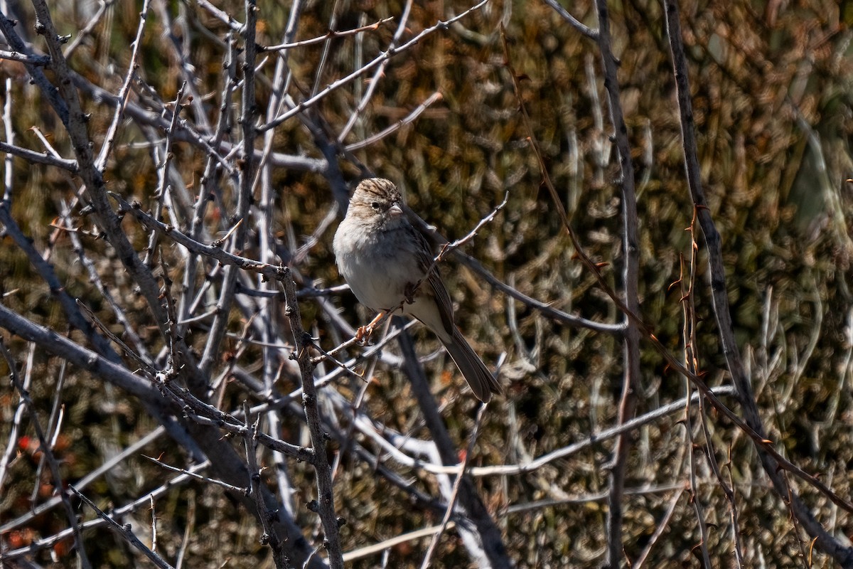 Brewer's Sparrow - Andrea C