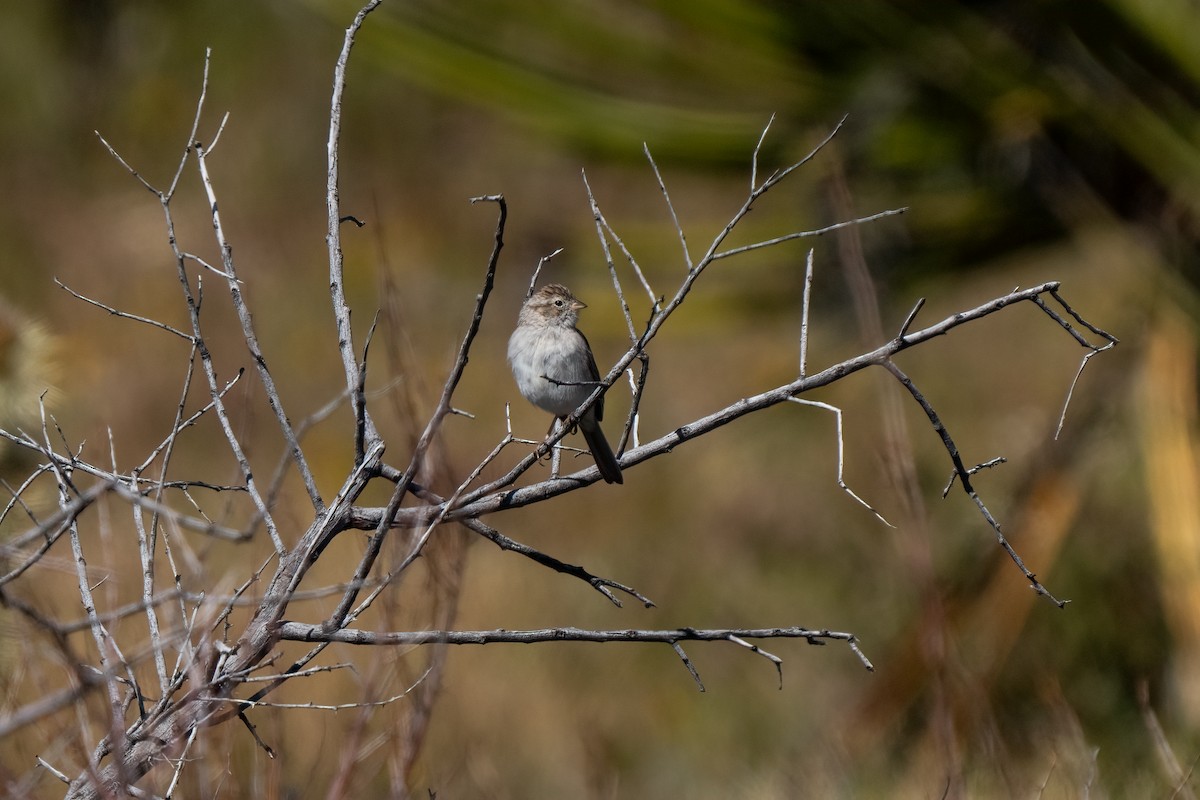 Brewer's Sparrow - Andrea C