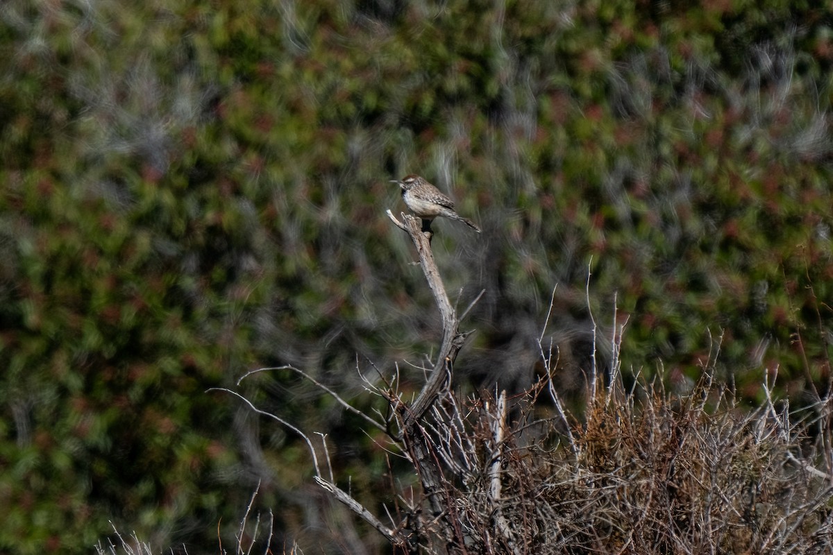 Troglodyte des cactus - ML619089850