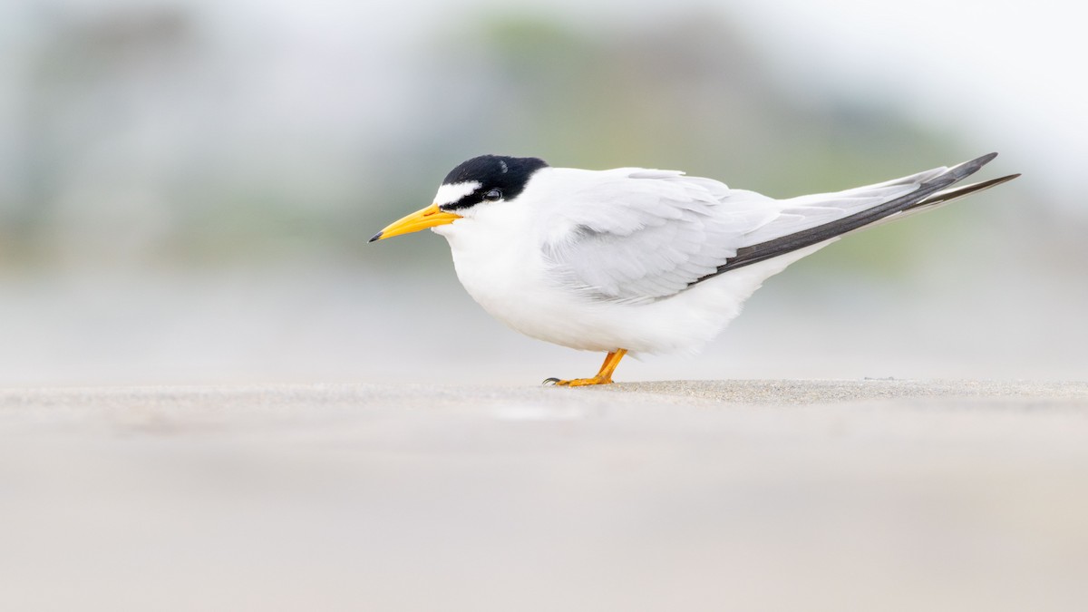 Least Tern - ML619089886