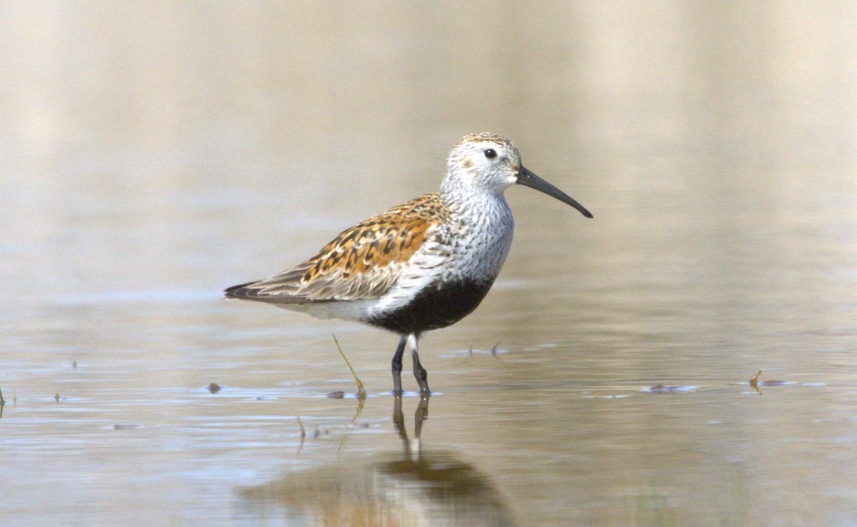 Dunlin - Michel Marsan