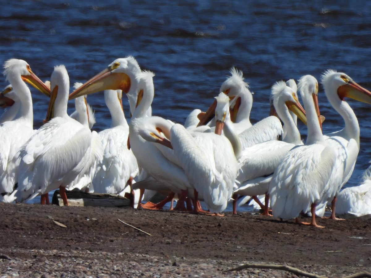 American White Pelican - Pegg & Mark Campbell
