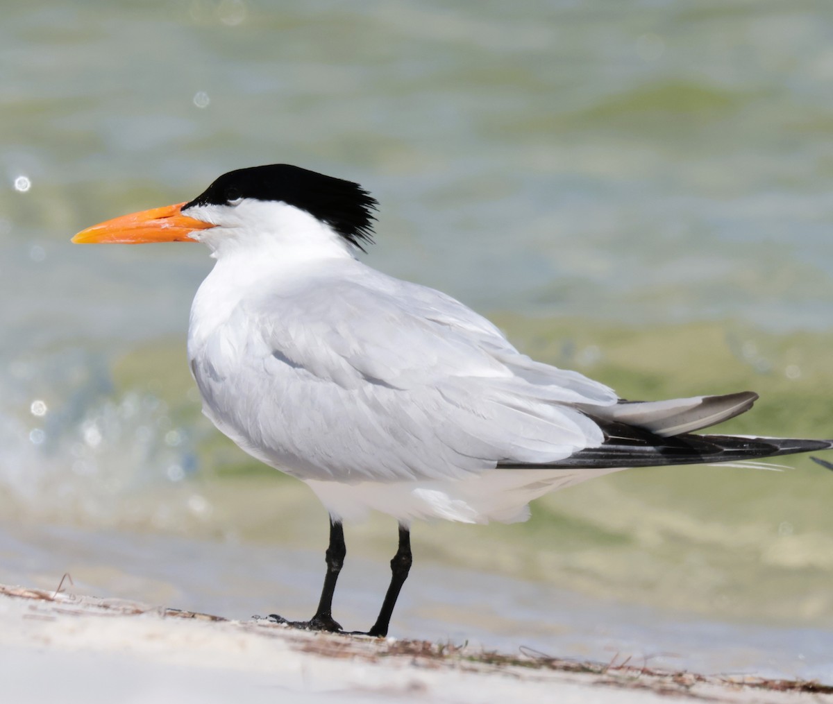 Royal Tern - Otha Savage