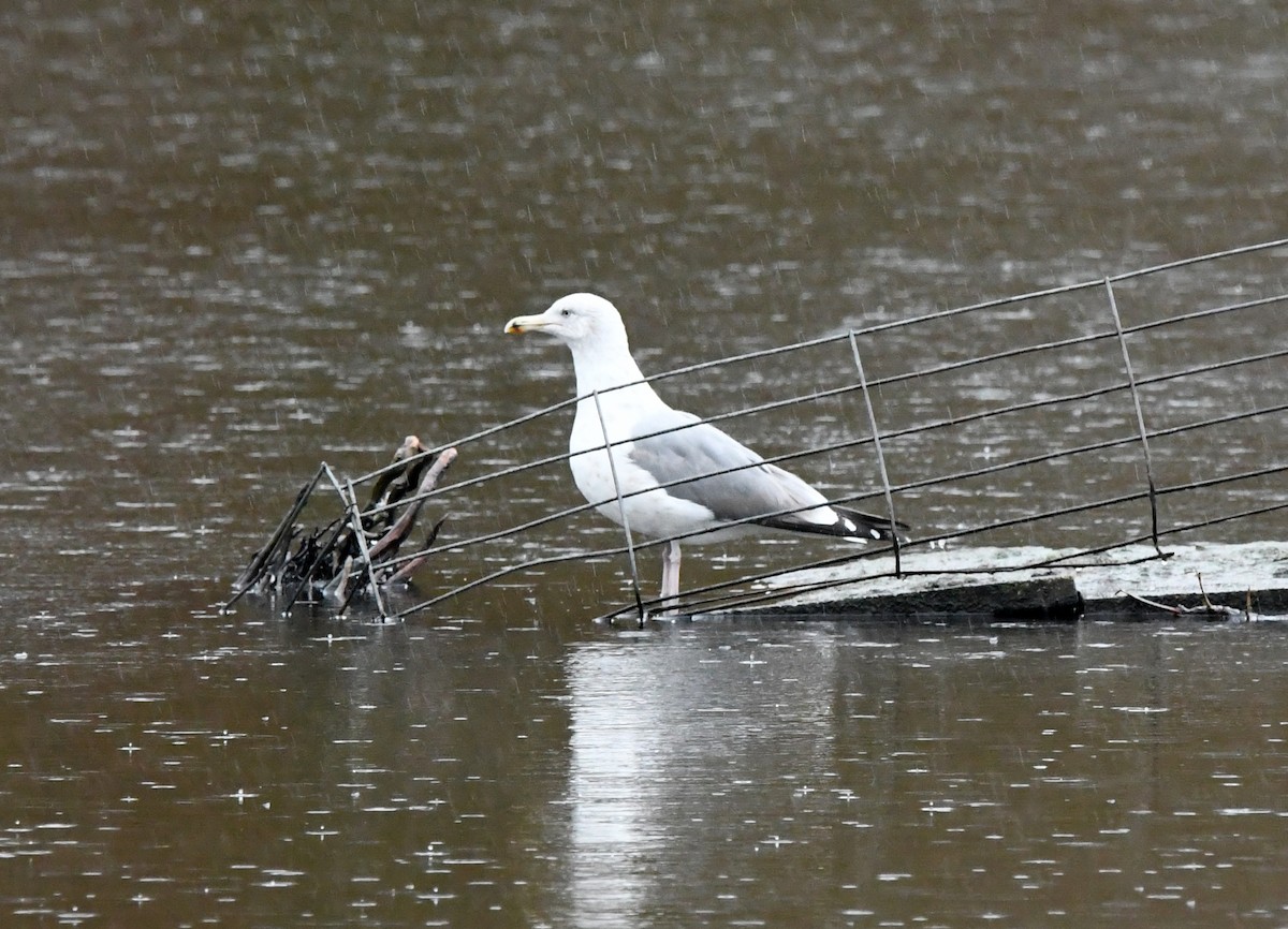 Goéland argenté (argentatus/argenteus) - ML619089919