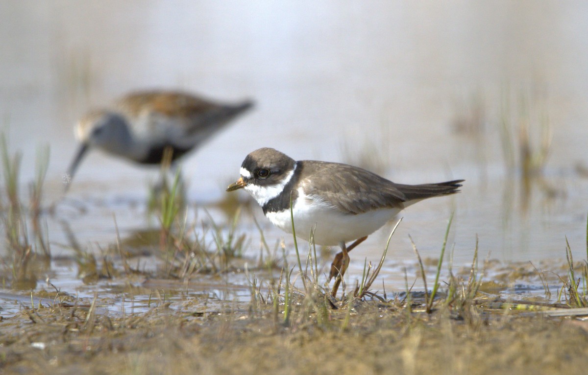 Semipalmated Plover - Michel Marsan