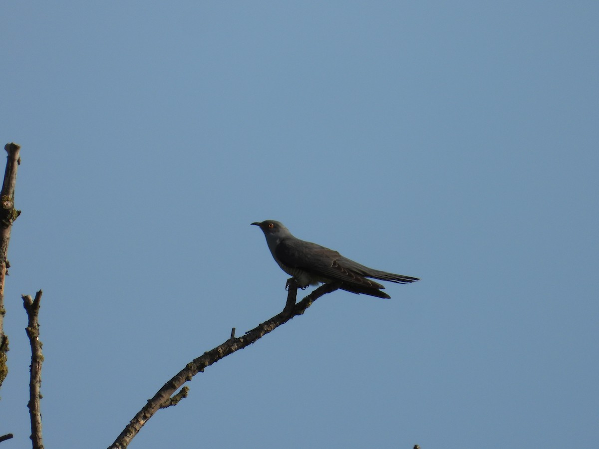 Common Cuckoo - Franciszek Konrad