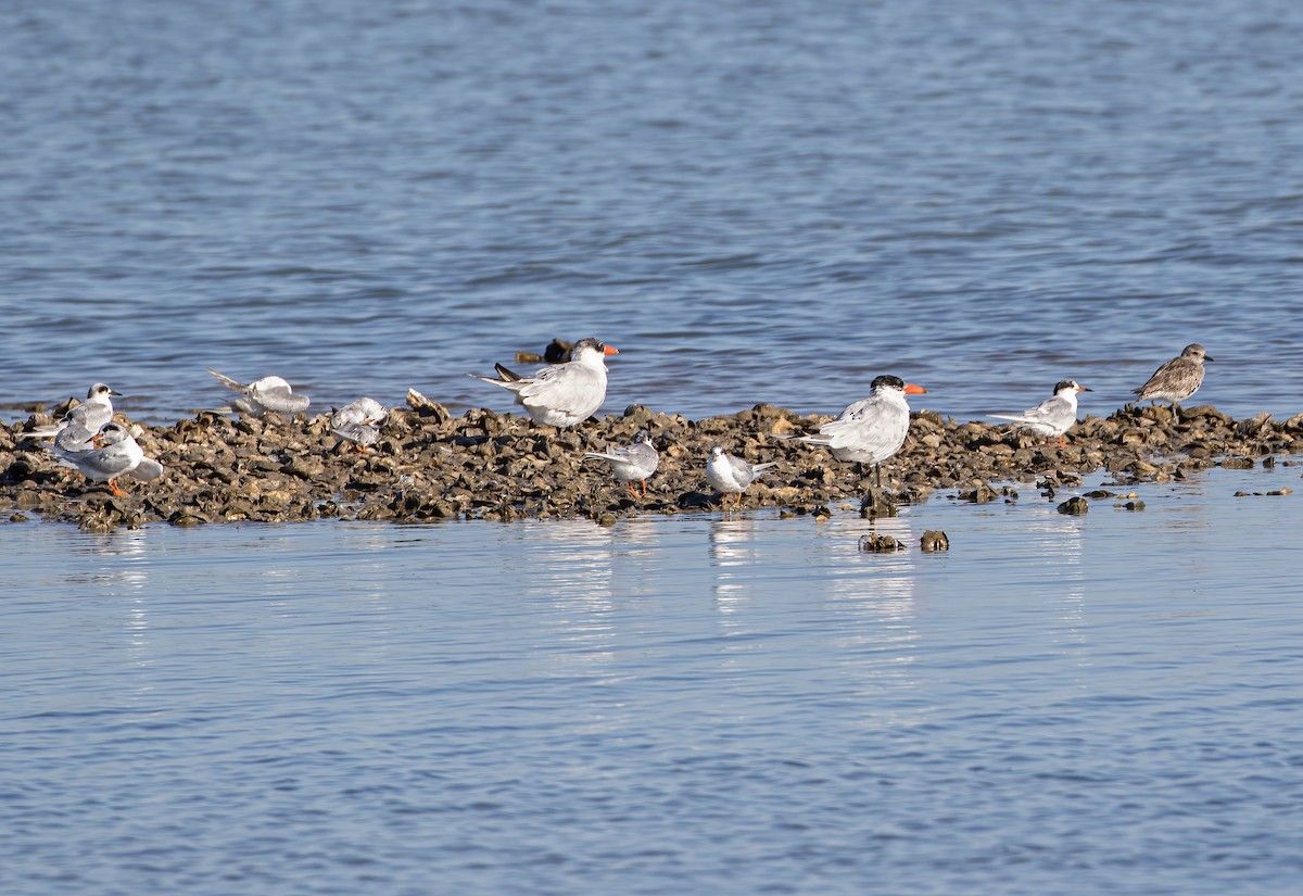 Forster's Tern - Keith Watson