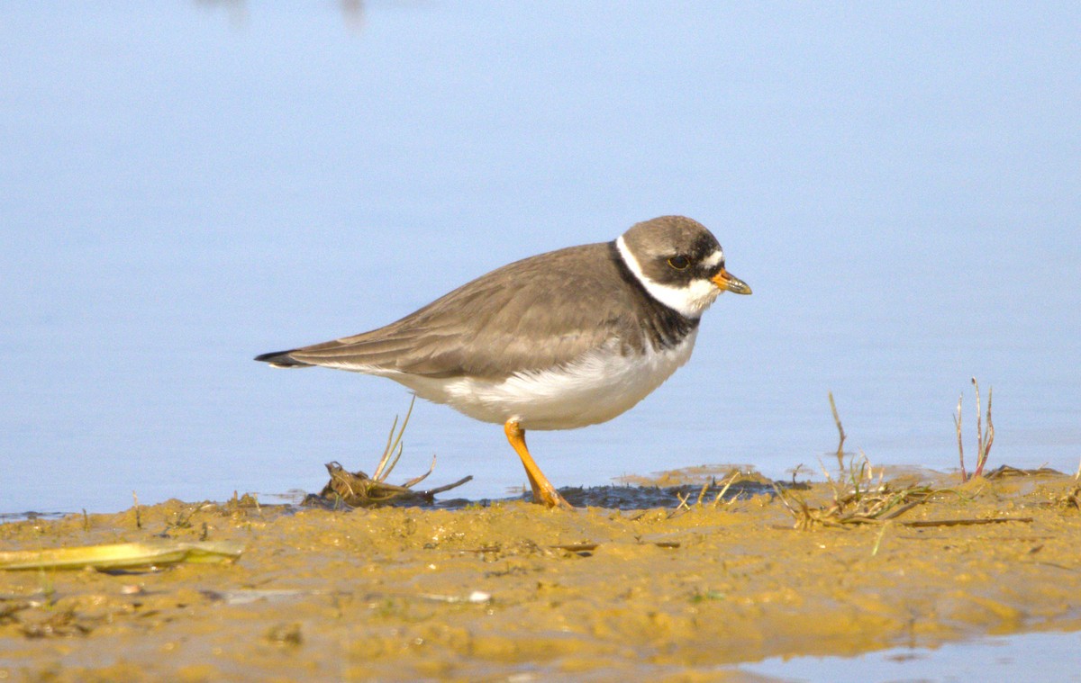 Semipalmated Plover - Michel Marsan