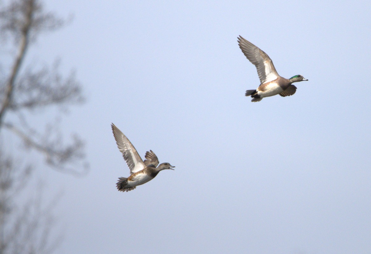 American Wigeon - ML619089938