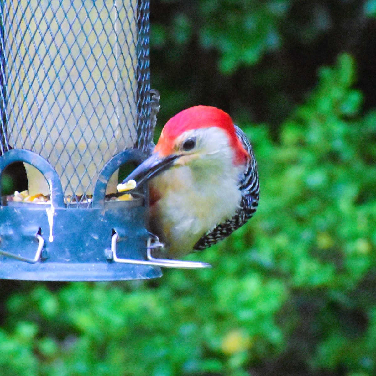 Red-bellied Woodpecker - Ed Leathers
