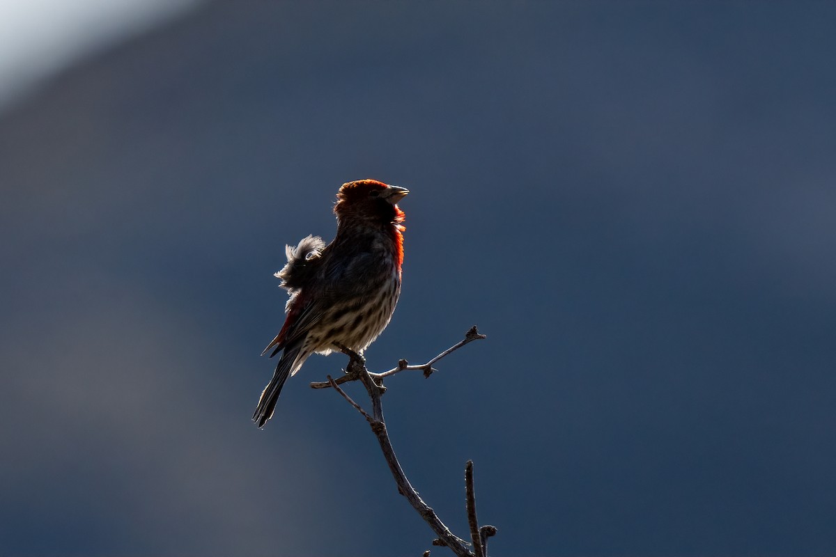 House Finch - Andrea C