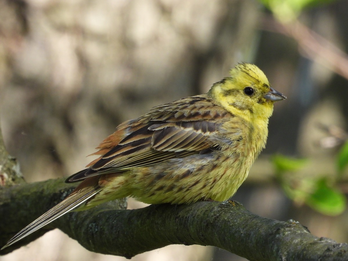 Yellowhammer - Franciszek Konrad