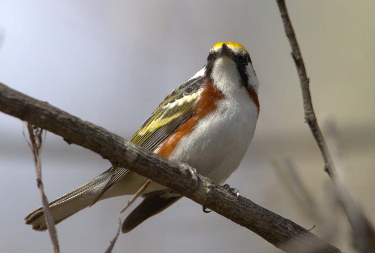 Chestnut-sided Warbler - Michel Marsan