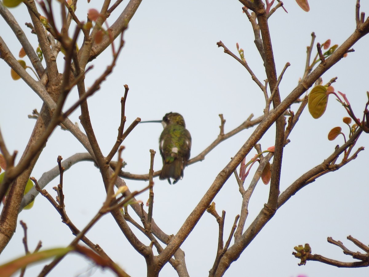 Plain-capped Starthroat - Mayron McKewy Mejia