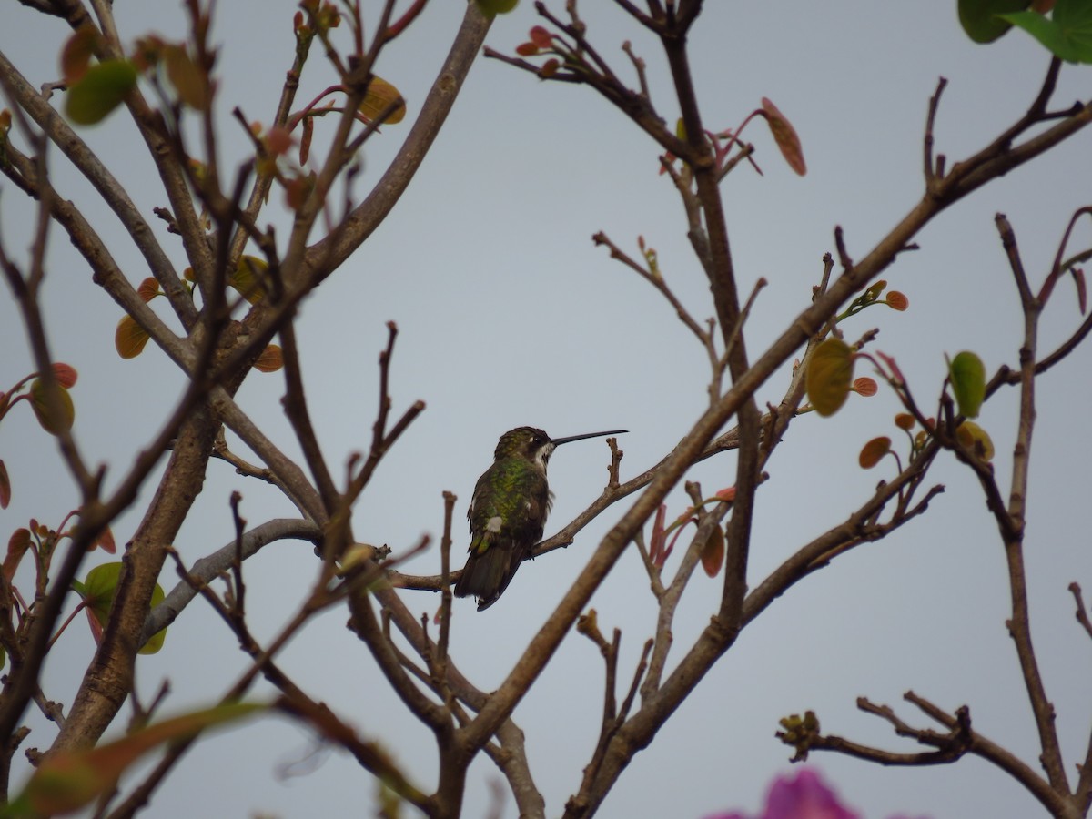 Plain-capped Starthroat - Mayron McKewy Mejia