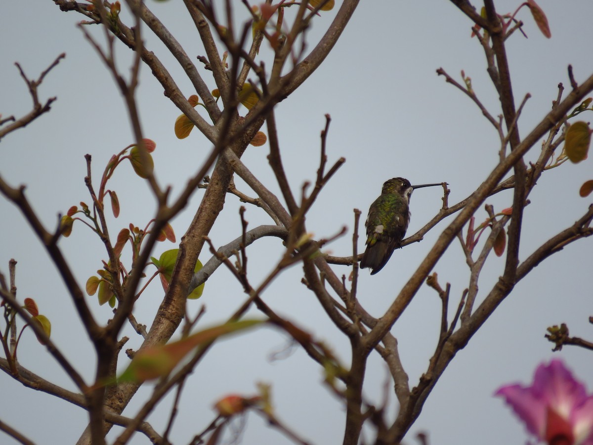 Plain-capped Starthroat - ML619089964