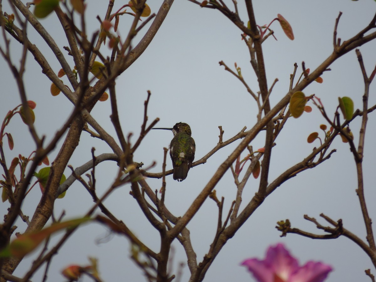 Plain-capped Starthroat - Mayron McKewy Mejia