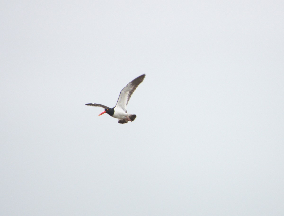 American Oystercatcher - Roger smith