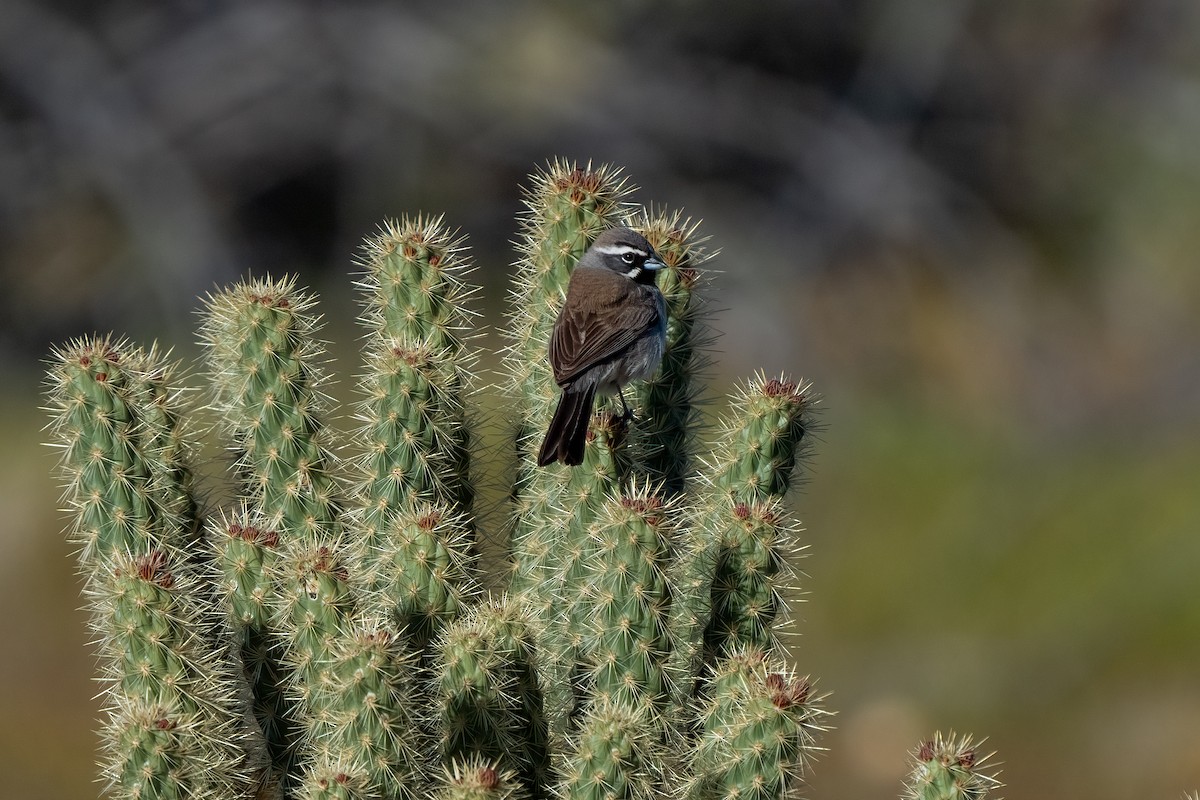 Black-throated Sparrow - Andrea C