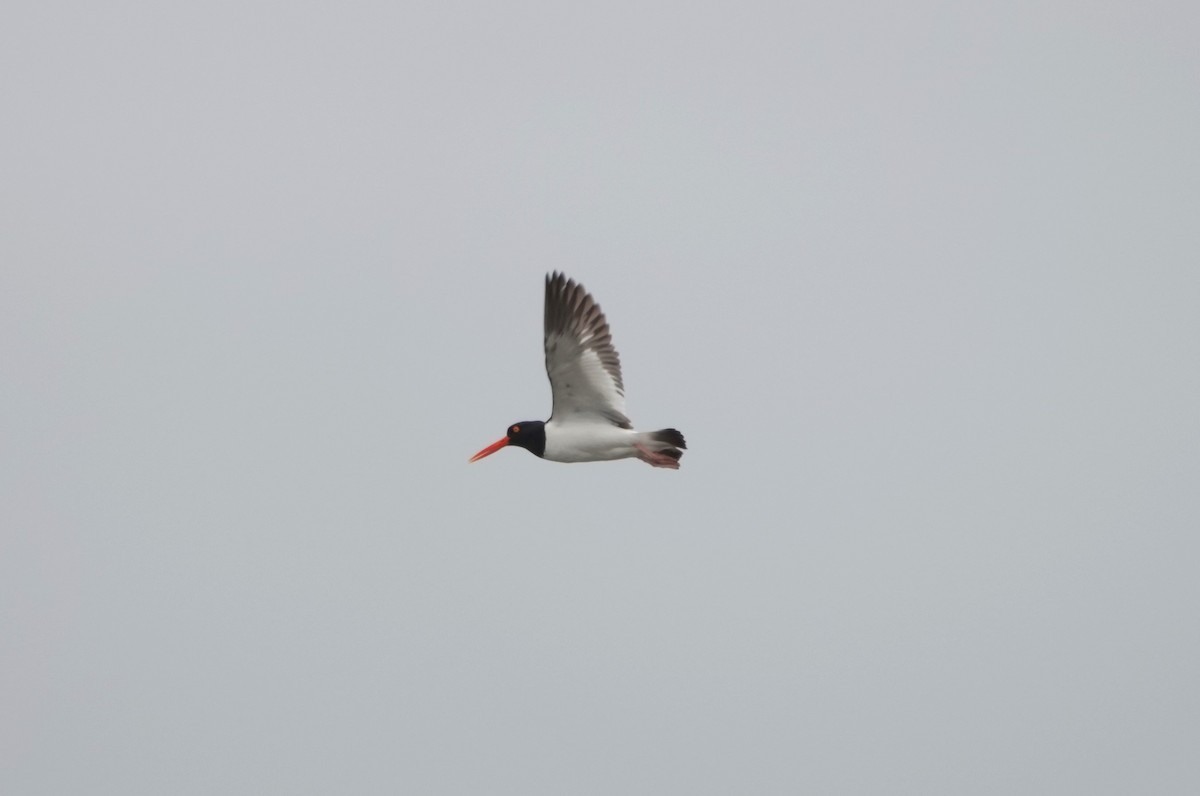 American Oystercatcher - Roger smith
