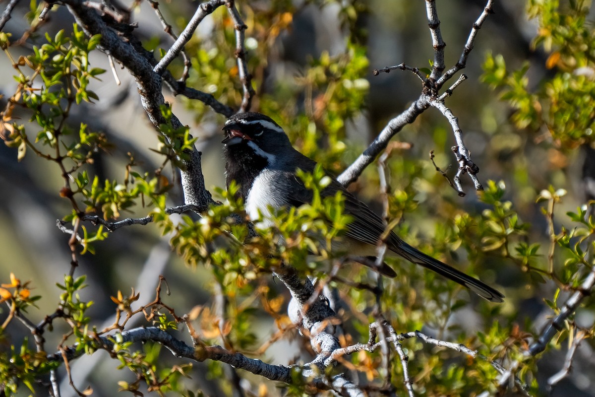 Black-throated Sparrow - ML619089972