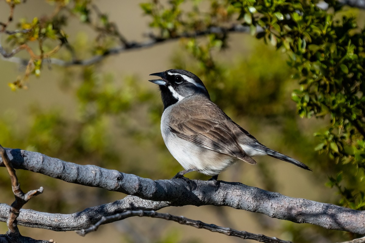Black-throated Sparrow - Andrea C