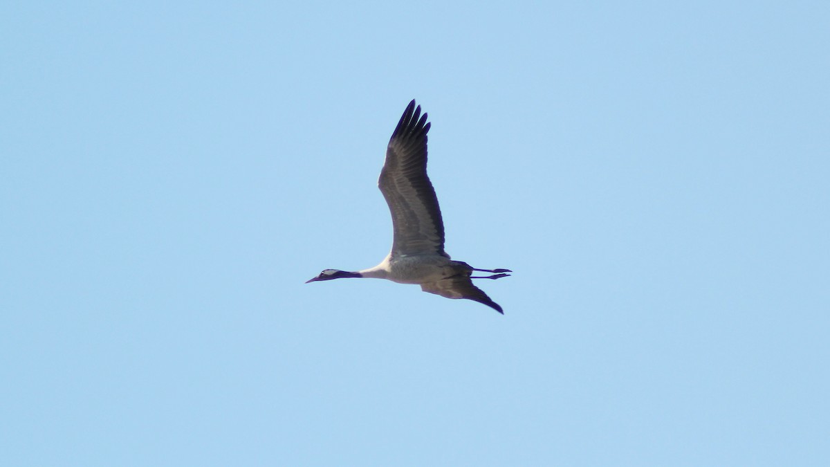 Grulla Común - ML619089978