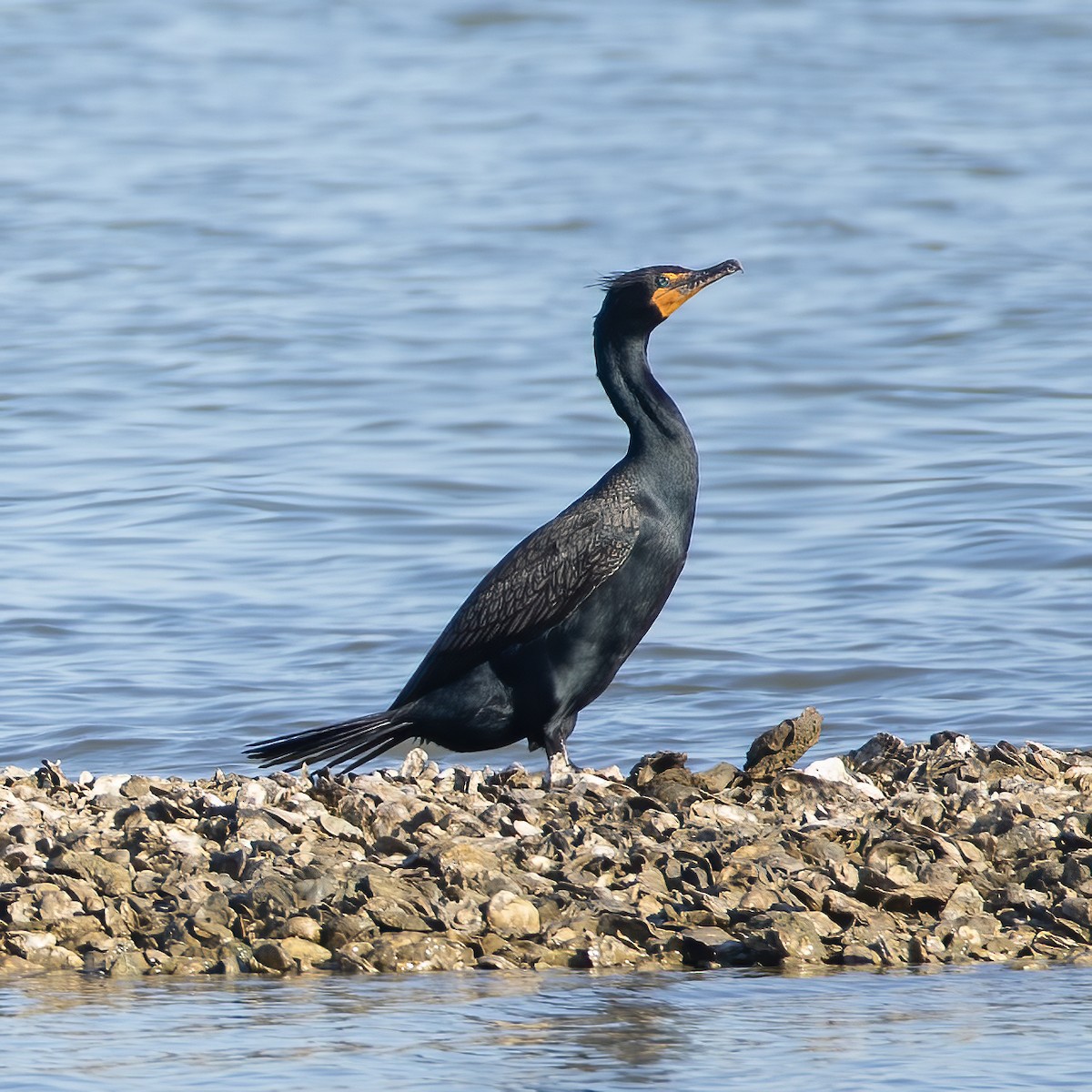 Double-crested Cormorant - Keith Watson