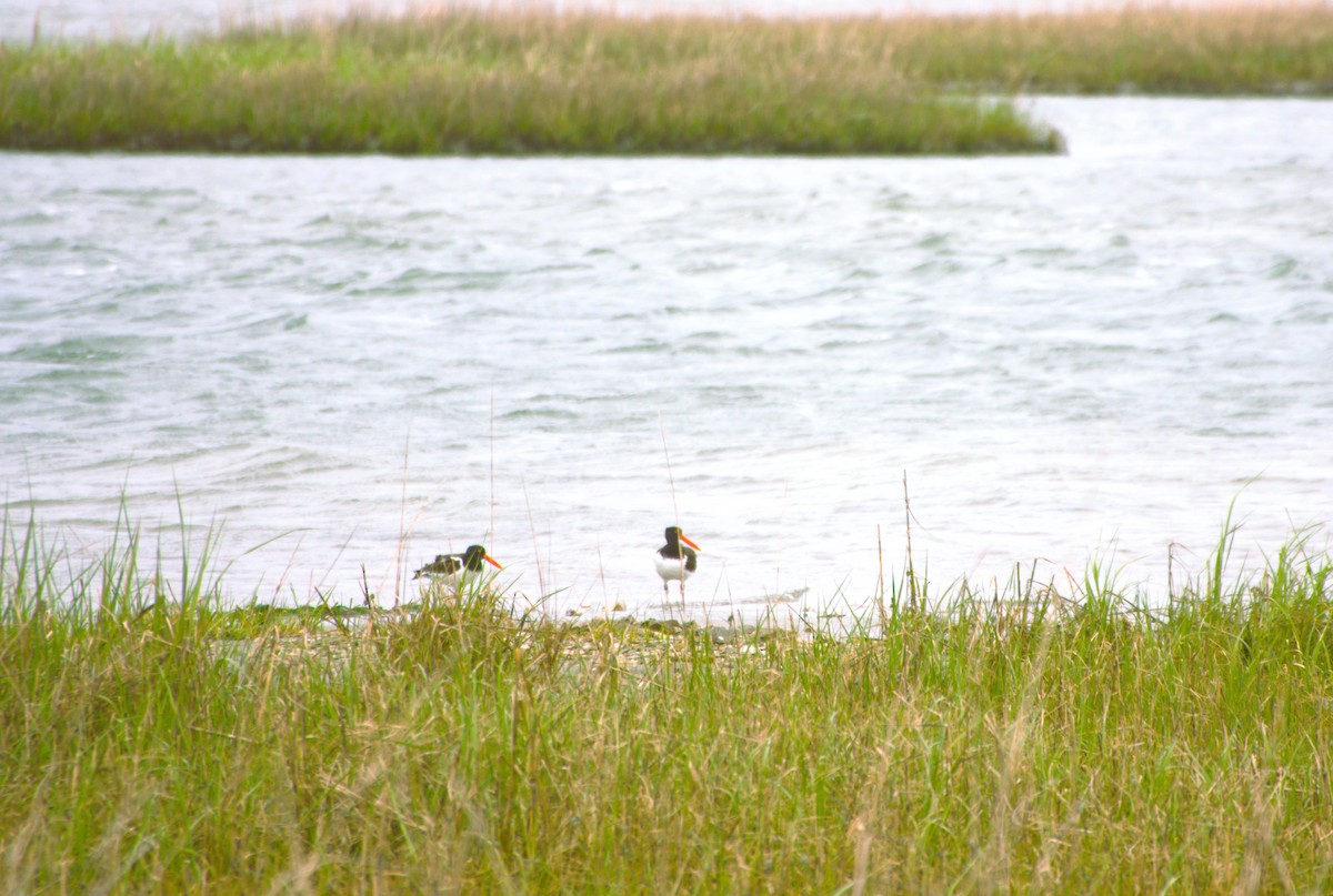 American Oystercatcher - ML619089996