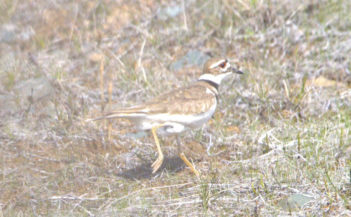 Killdeer - ML619090007