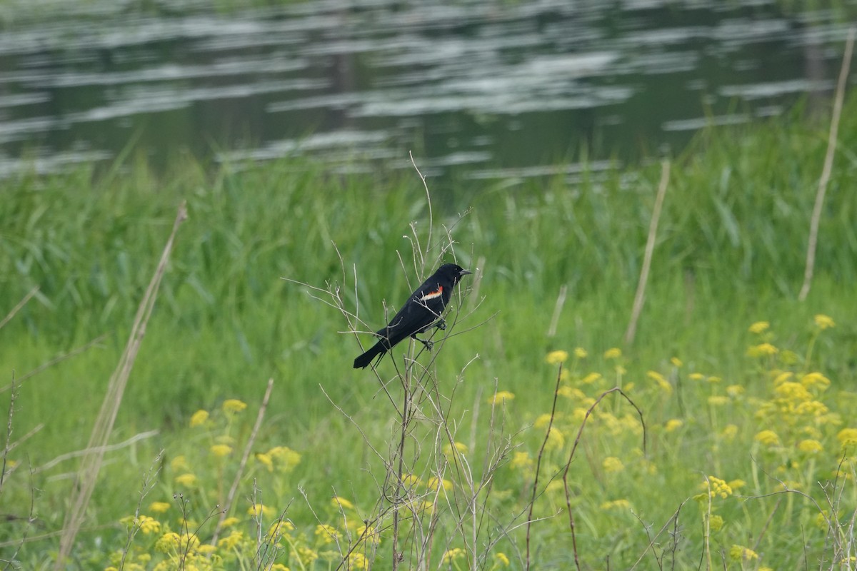 Red-winged Blackbird (Red-winged) - Tomáš Najer