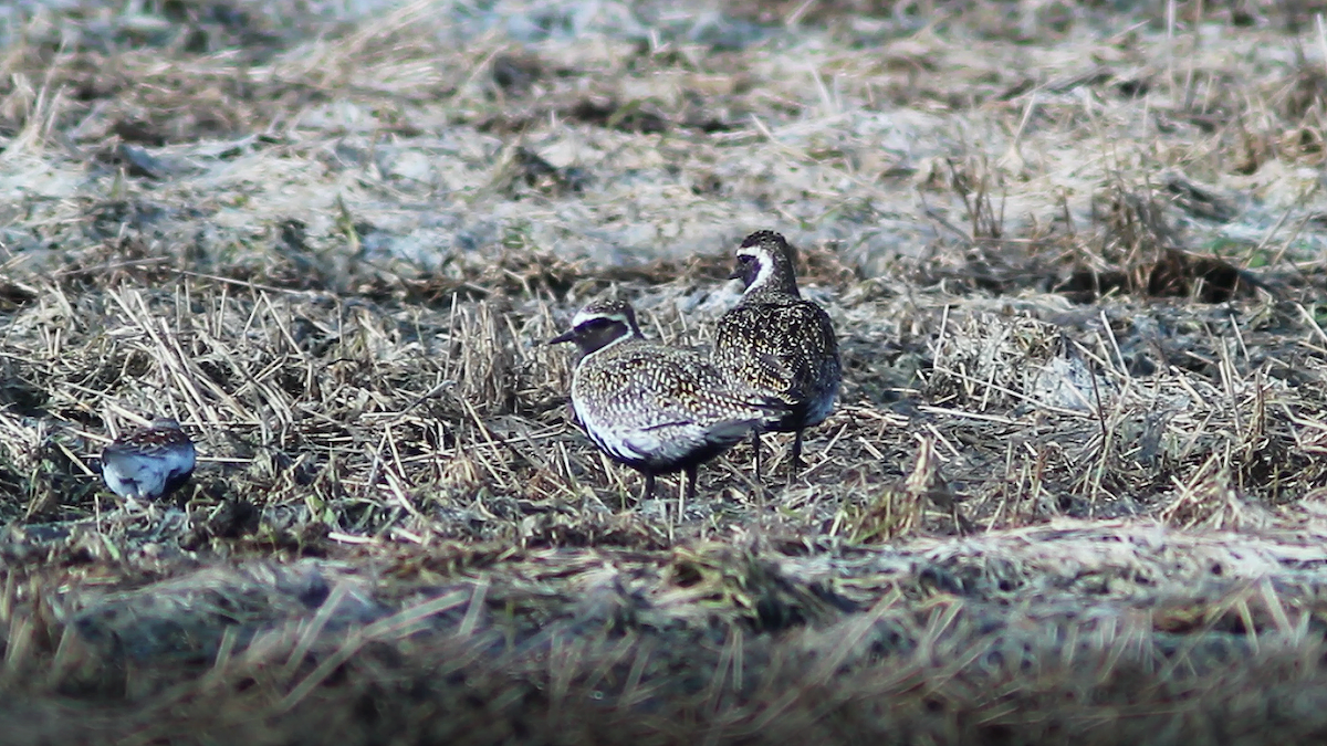 European Golden-Plover - ML619090025