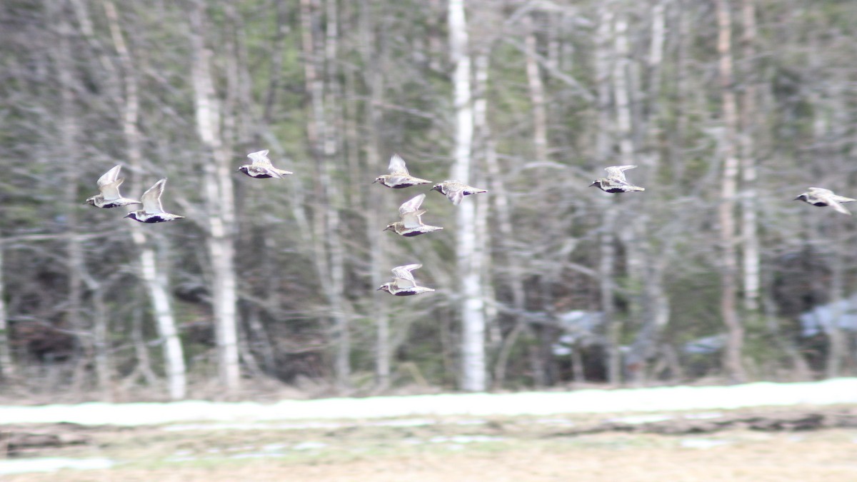 European Golden-Plover - ML619090026