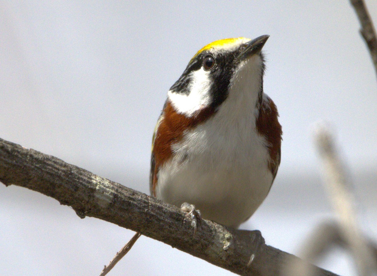 Chestnut-sided Warbler - Michel Marsan