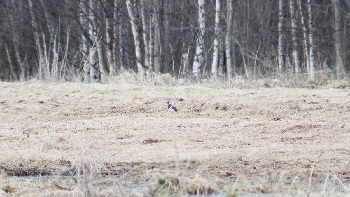 Northern Lapwing - ML619090044