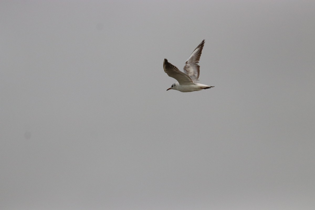 Black-headed Gull - ML619090047