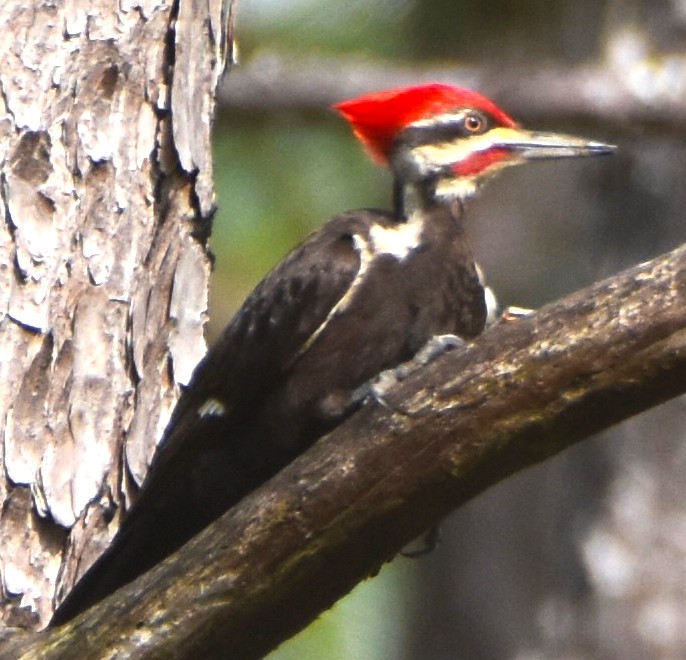 Pileated Woodpecker - Lisa Tucci