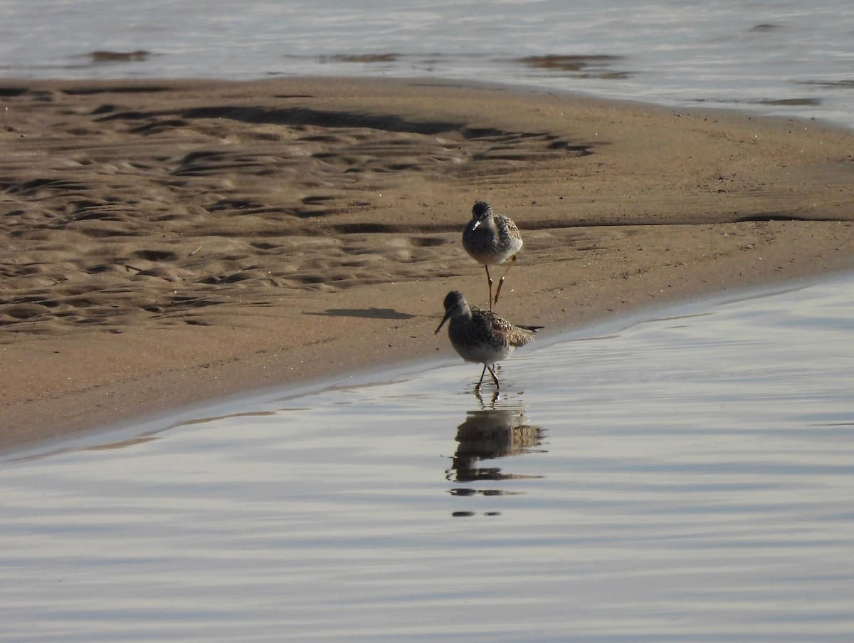 Lesser Yellowlegs - Pegg & Mark Campbell