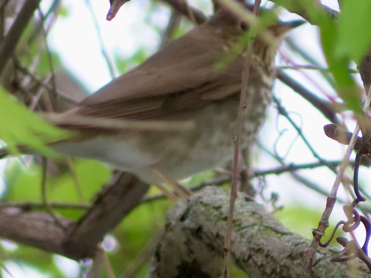 Swainson's Thrush - ML619090102