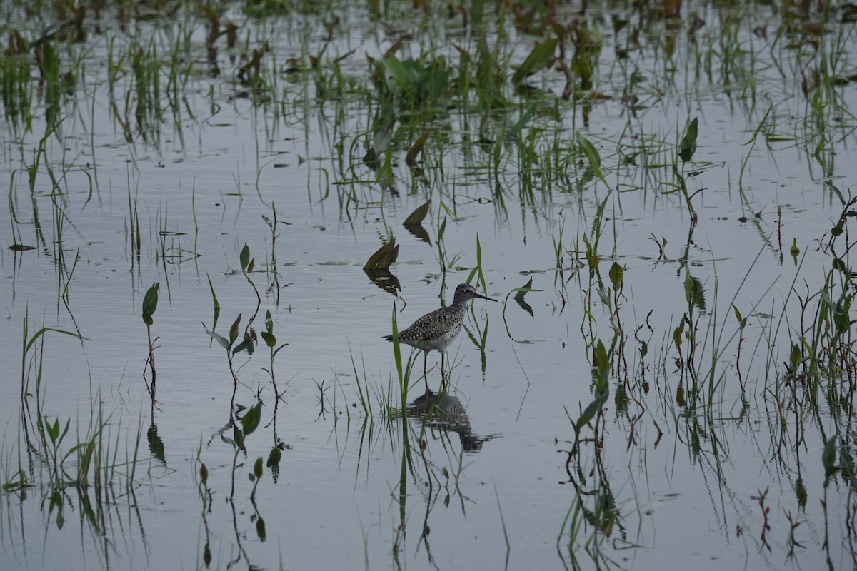 Lesser Yellowlegs - Tomáš Najer