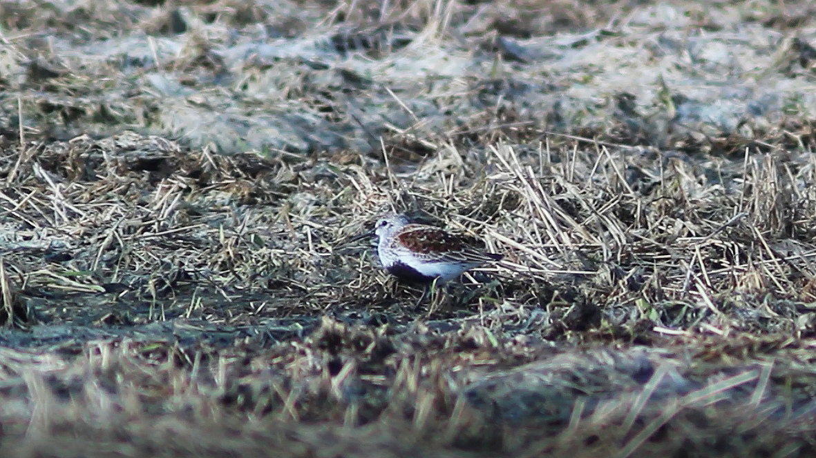 Dunlin - ML619090104