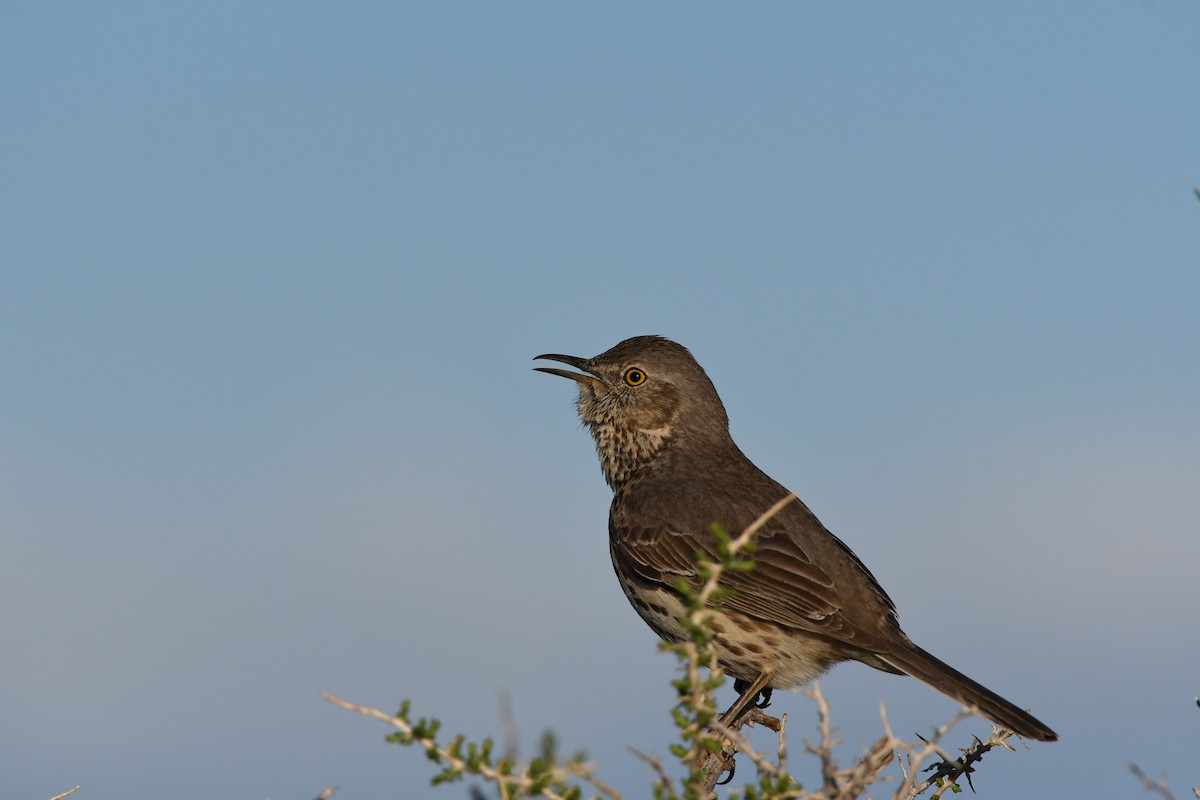 Sage Thrasher - ML619090107