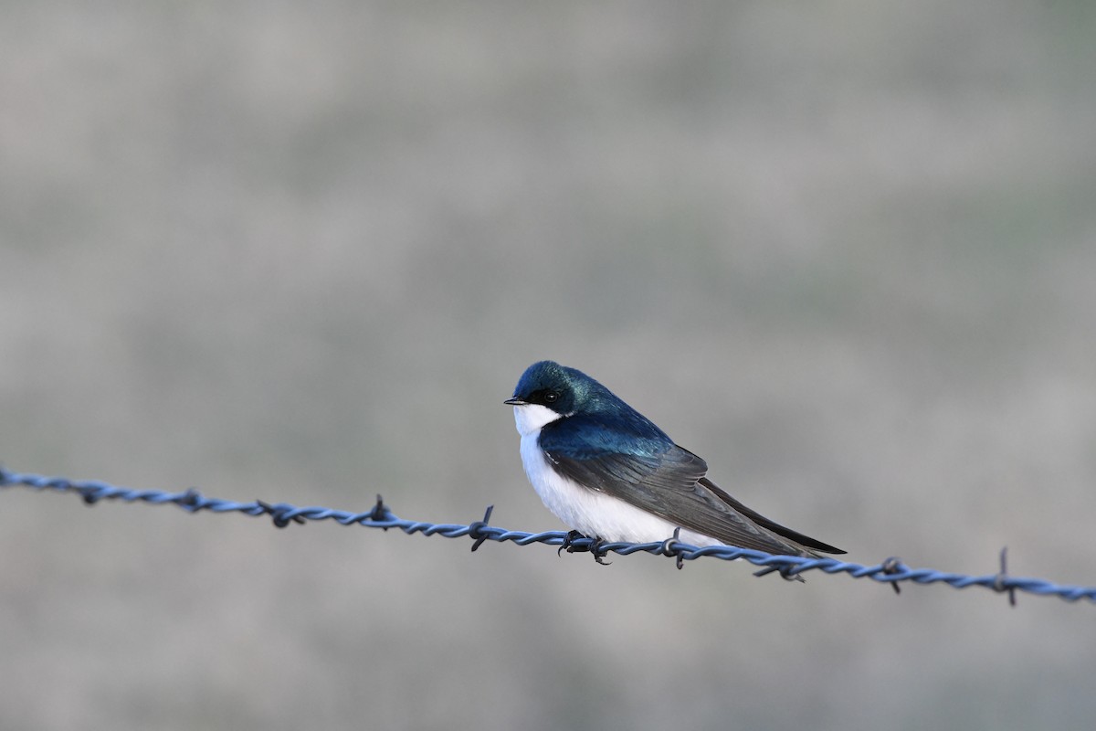 Golondrina Bicolor - ML619090109