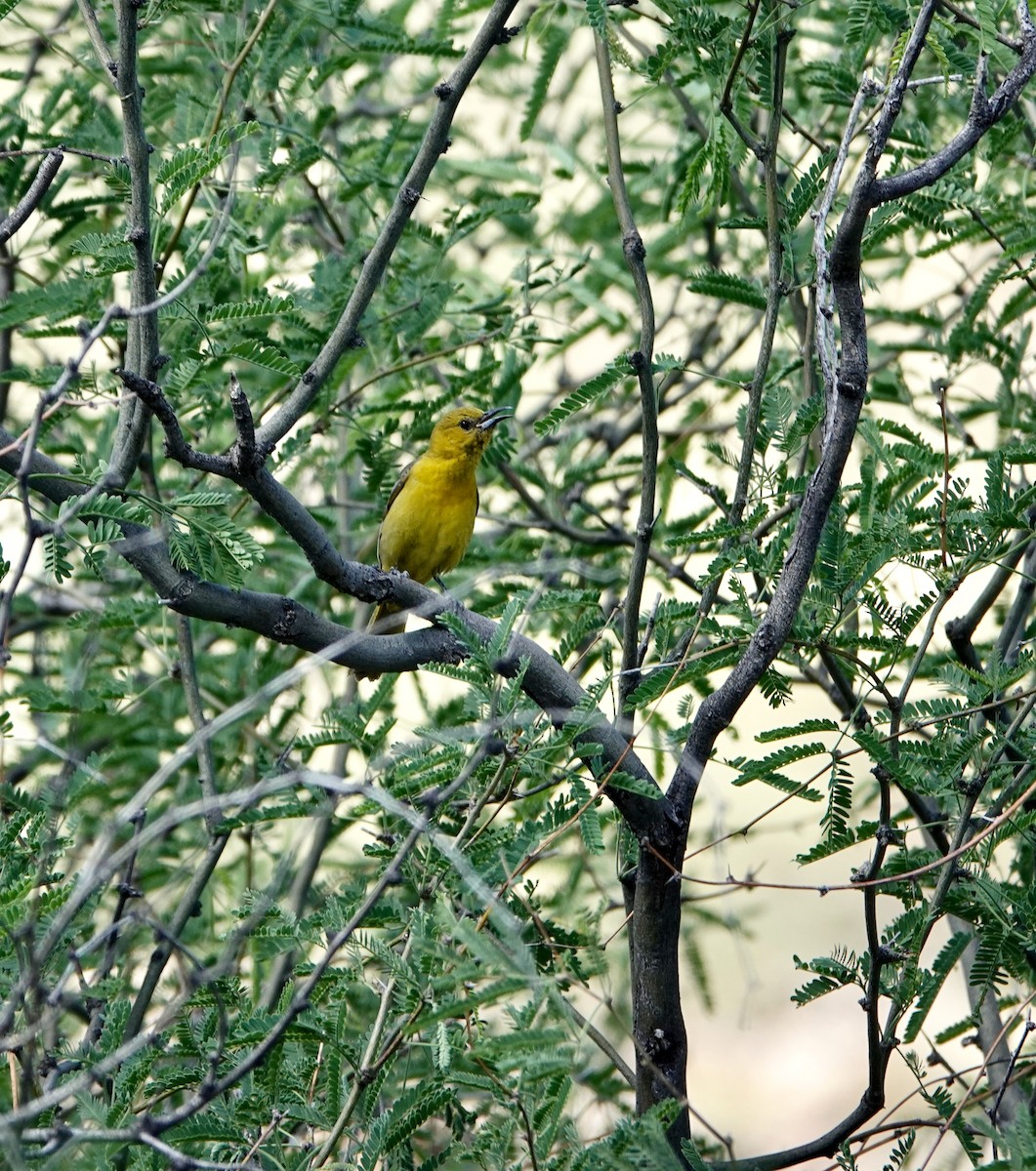 Hooded Oriole - Andrew Bailey