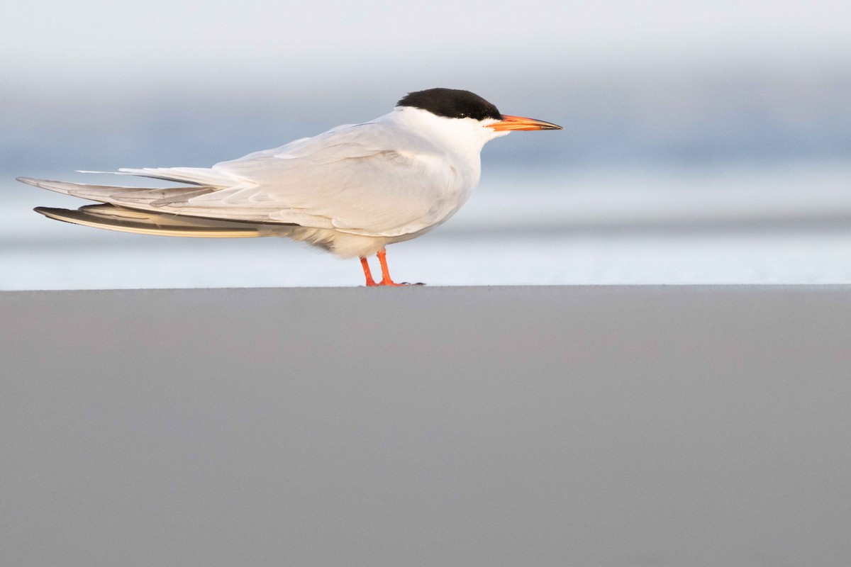 Common Tern - ML619090117