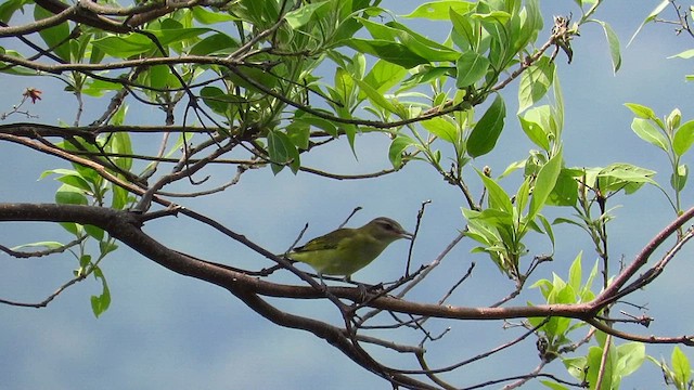 Sarı Böğürlü Vireo - ML619090118