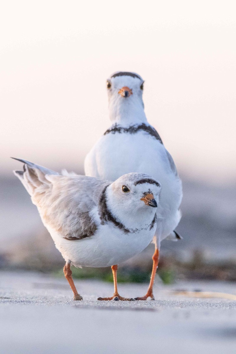 Piping Plover - ML619090123