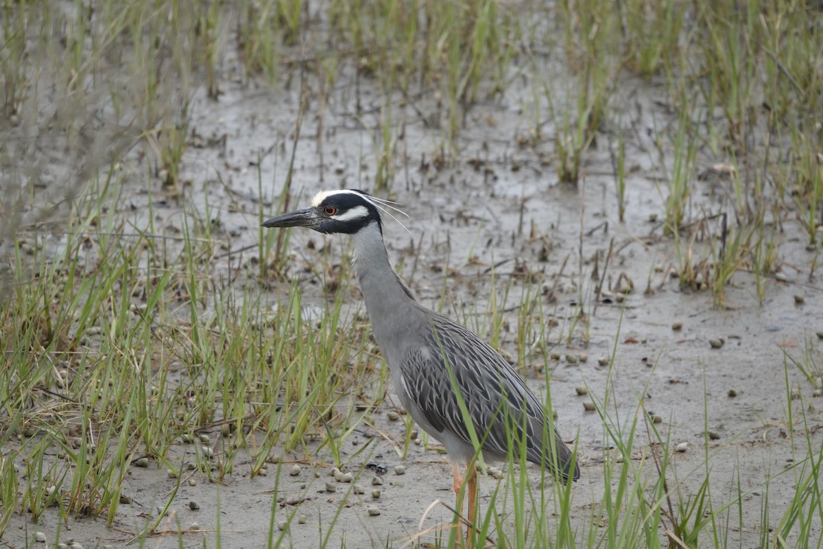 Yellow-crowned Night Heron - Roger smith