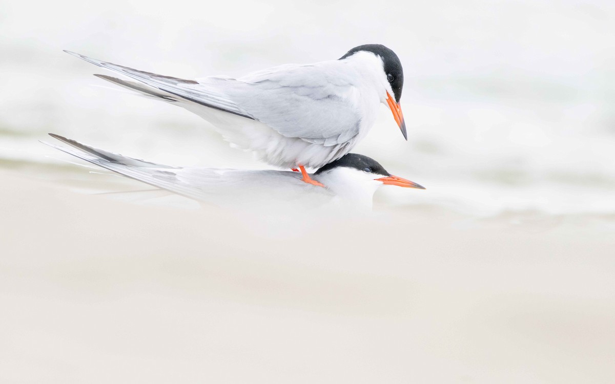 Common Tern - ML619090134